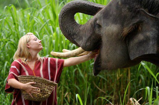 فیل در تایلند